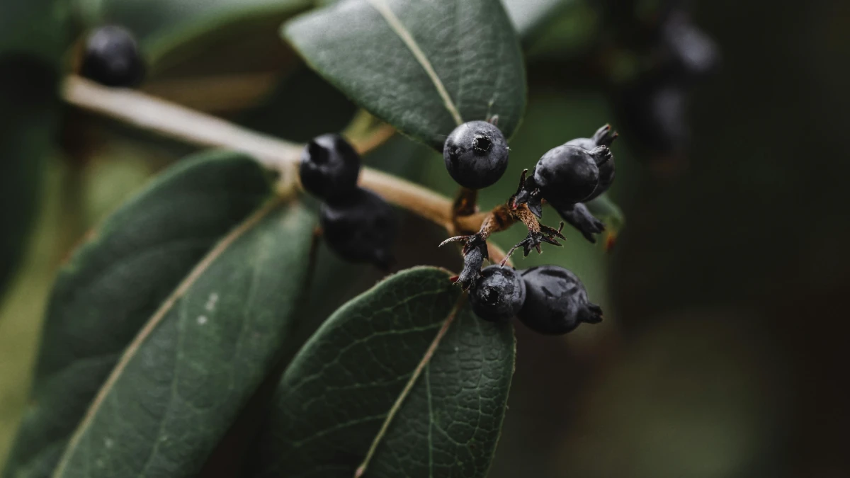 The Huckleberry Hoax image
